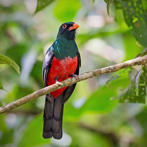 Schieferschwanztrogon Manuel Antonio Park