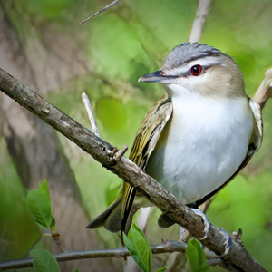 Rotäugiger Vireo Manuel Antonio Park