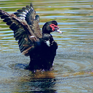 Moschusente Manuel Antonio Park
