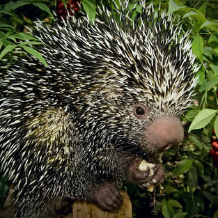 Mammals of Manuel Antonio 
