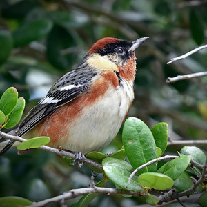 Rotbrust-Waldsänger Manuel Antonio Park