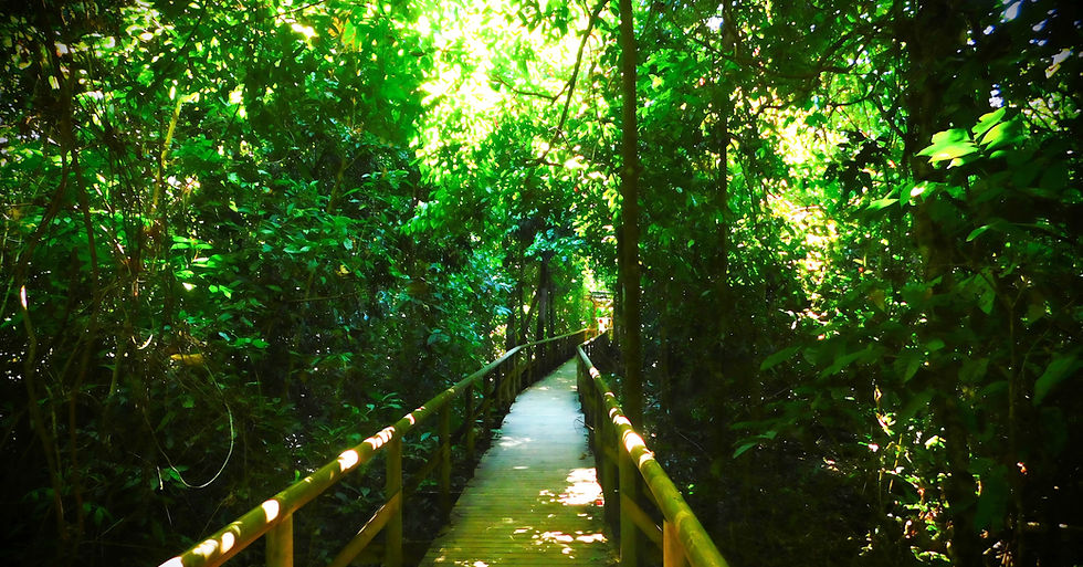 Forest of Manuel Antonio National Park