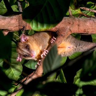 Mammals of Manuel Antonio 