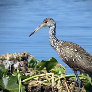 लिम्पकिन मैनुअल एंटोनियो पार्क