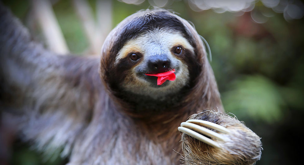 Three Toed Sloth in Manuel Antonio National Park