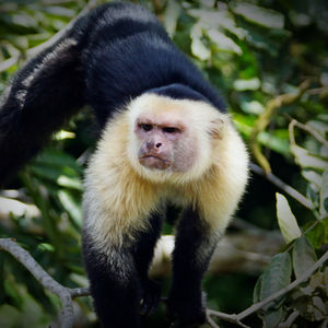 Corcovado 1 Day Tour, Manuel Antonio, Costa Rica