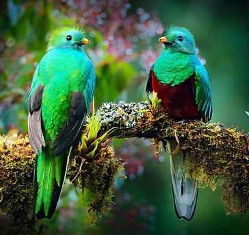 Quetzal Tour Manuel Antonio
