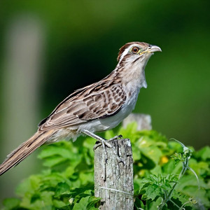 Gestreifter Kuckuck Manuel Antonio Park