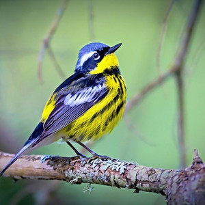 Magnolienwaldsänger Manuel Antonio Park