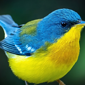 Tropischer Parula Manuel Antonio Park