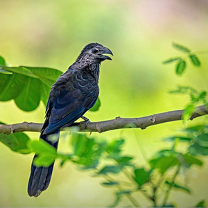 Groove-billed Ani Manuel Antonio Park
