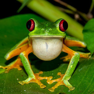 Amphibians of Manuel Antonio