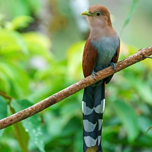 Eichhörnchenkuckuck Manuel Antonio Park