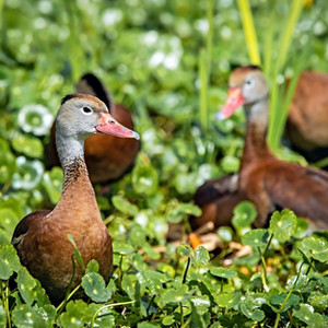 Schwarzbauch-Pfeifgans Manuel Antonio Park