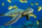 Marine life in Manuel Antonio Park