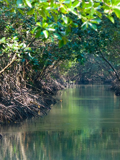 Mangrove Kayak Tour Manuel Antonio, Costa Rica