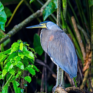 Birds of Manuel Antonio