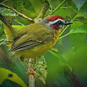 Rotkappen-Waldsänger Manuel Antonio Park