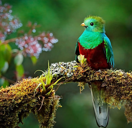Parc national Los Quetzales, Costa Rica