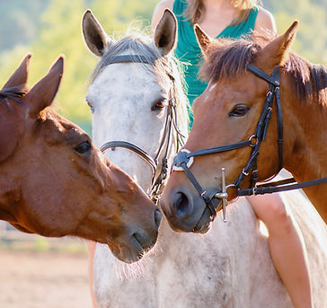 horseback riding rainforest