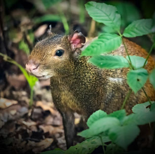 Mammals of Manuel Antonio 