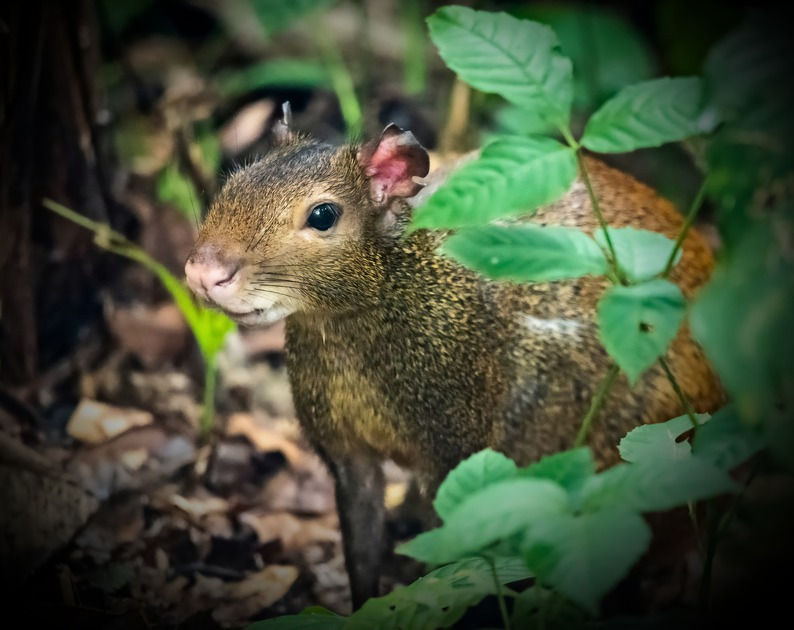 Central American Agouti
