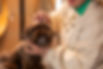 20250508_PopDogs_1866_HR.jpg