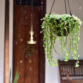 Enjoy the monsoon
