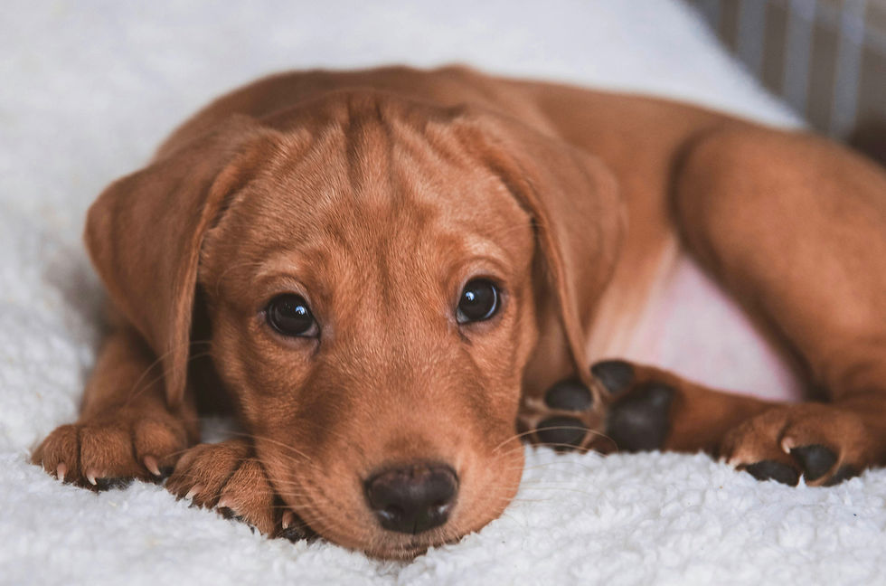 brown short coated dog on white textile_