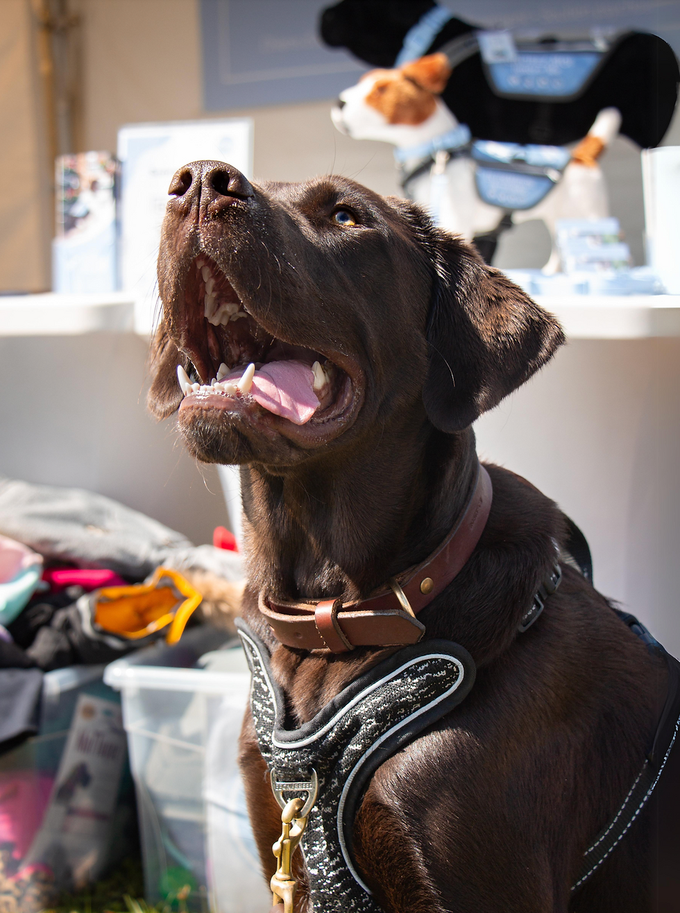 Labrador au Rendez-vous canin 2024
