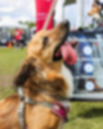 Chien fait une grimace