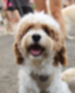 Chien frisé caniche