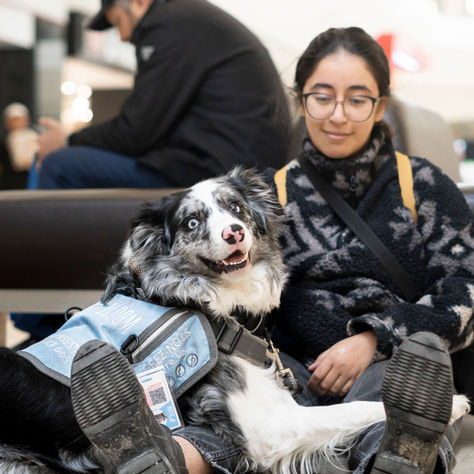 Chien d'assistance pendant un exercice de pression corporelle entraînée