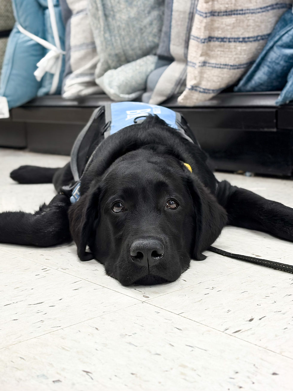 Chien d'assistance pour l'autisme (TSA) au Québec : pour qui et comment ?