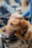 Canis Dog Therapy. Labrador dog and disabled children on green grass. Dog-Assisted Therapi