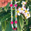 Thumbnail: the plumeria loop
