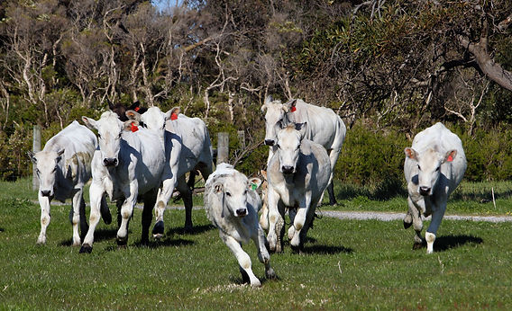 Chianina.jpeg