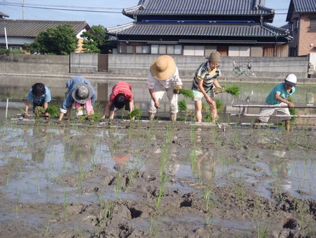 【田植え】手で苗を植える田植えのご案内