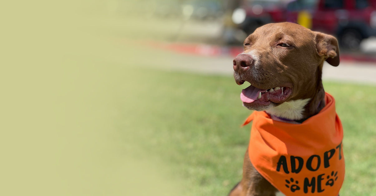 website-hero-adopt.jpeg