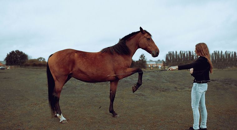 Vrijheidsdressuur Quiny (R+)