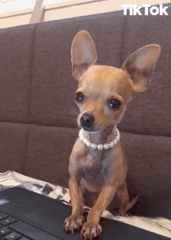Sad Puppy GIF by TikTok.gif