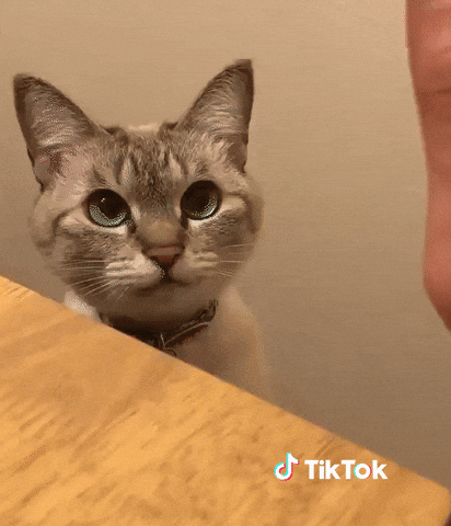 Fun Ok GIF by TikTok France.gif