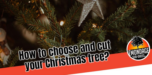 How to choose and cut your Christmas tree