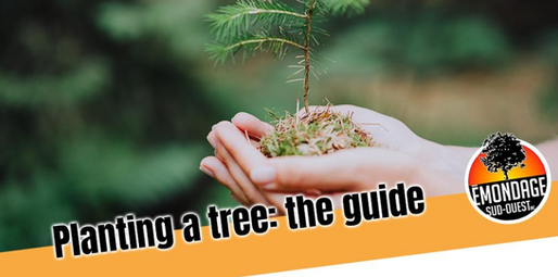 Planting a Tree: The Guide