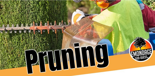 What is the best time to prune a tree?