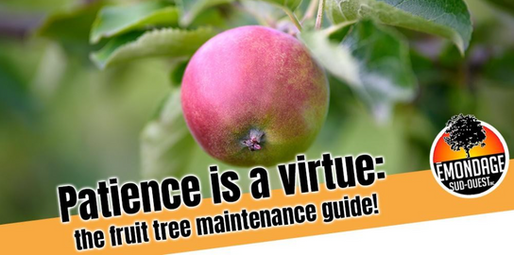 Patience is a Virtue: The Fruit Tree Maintenance Guide