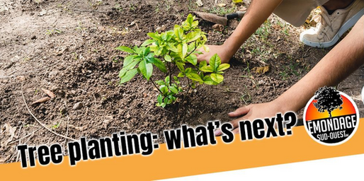 Tree Planting: What's Next?