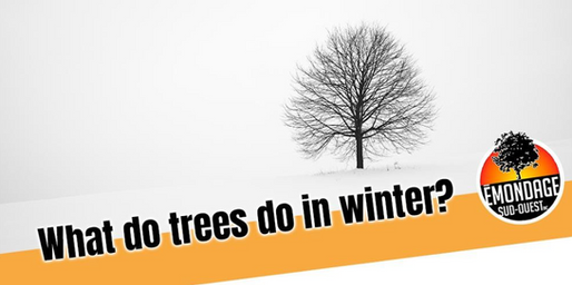 What Do Trees Do in Winter?