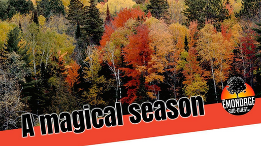 Fall Colours: The Magic of Autumn