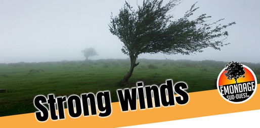 What to do if your tree has been damaged by strong winds?